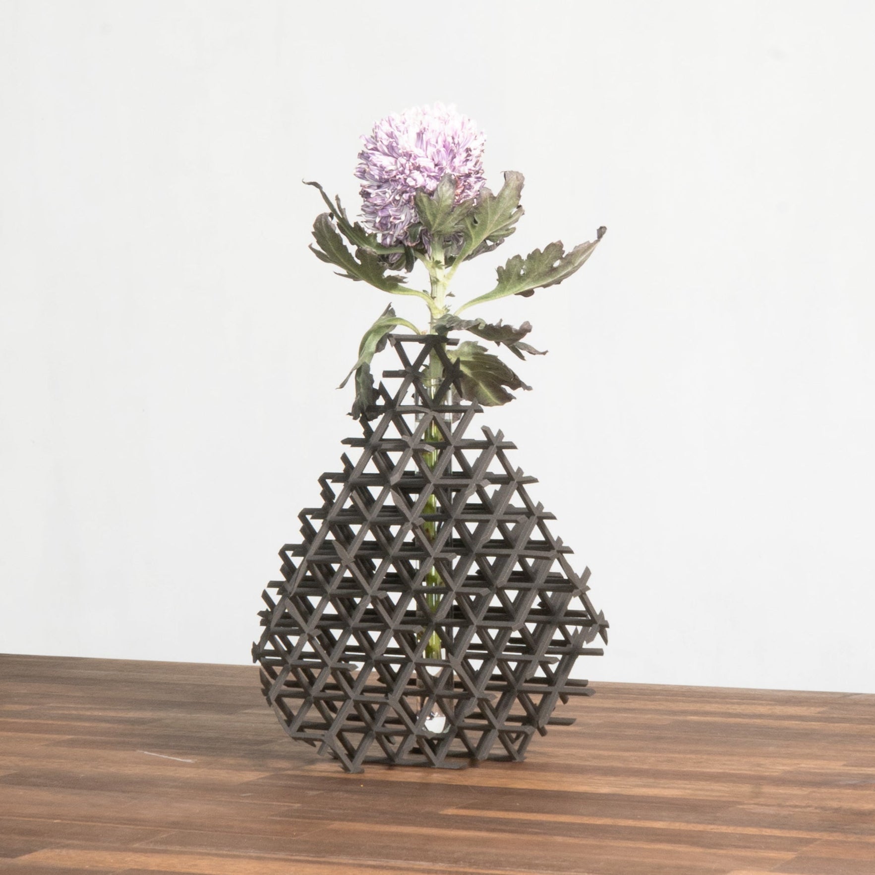 chrysanthemum-fern01